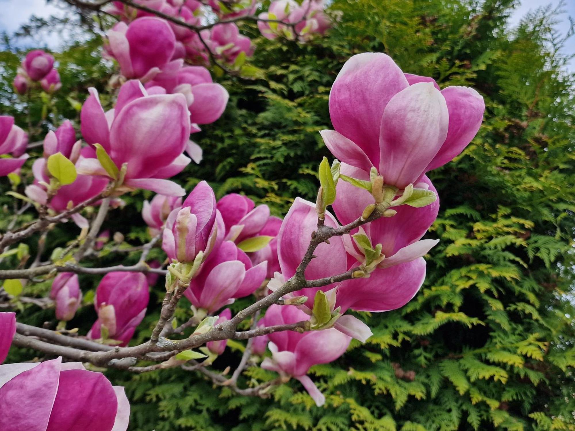 Magnolia Апартаменти *