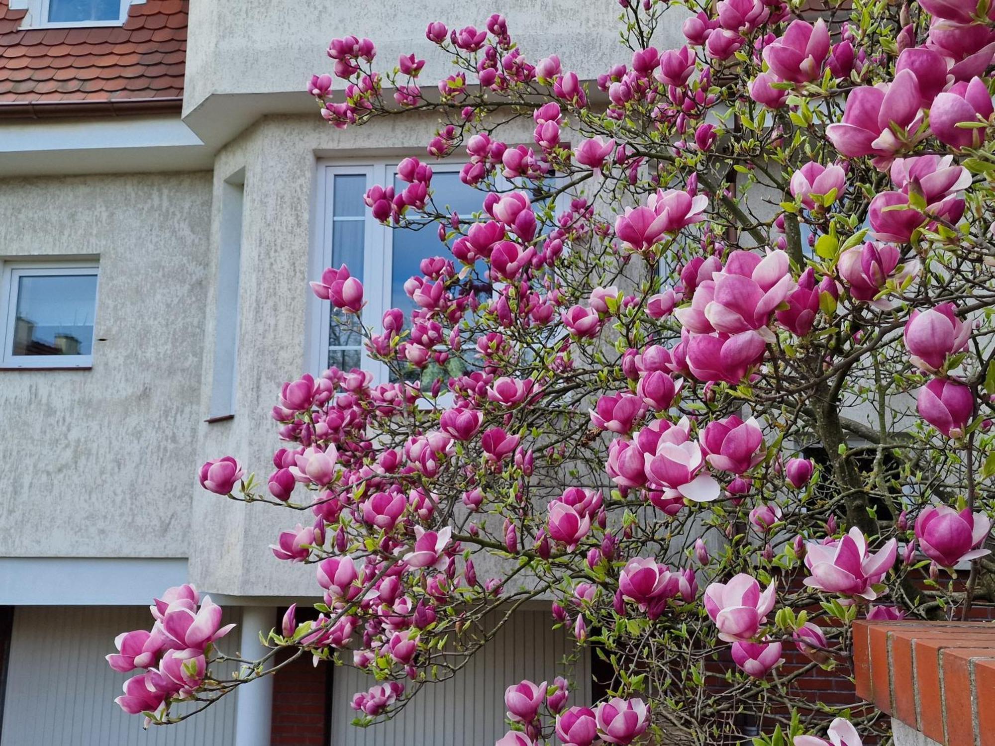 Magnolia Апартаменти