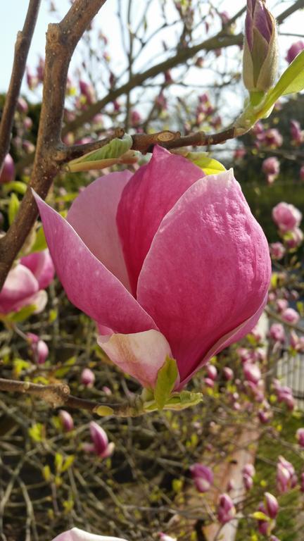 Magnolia Сопот