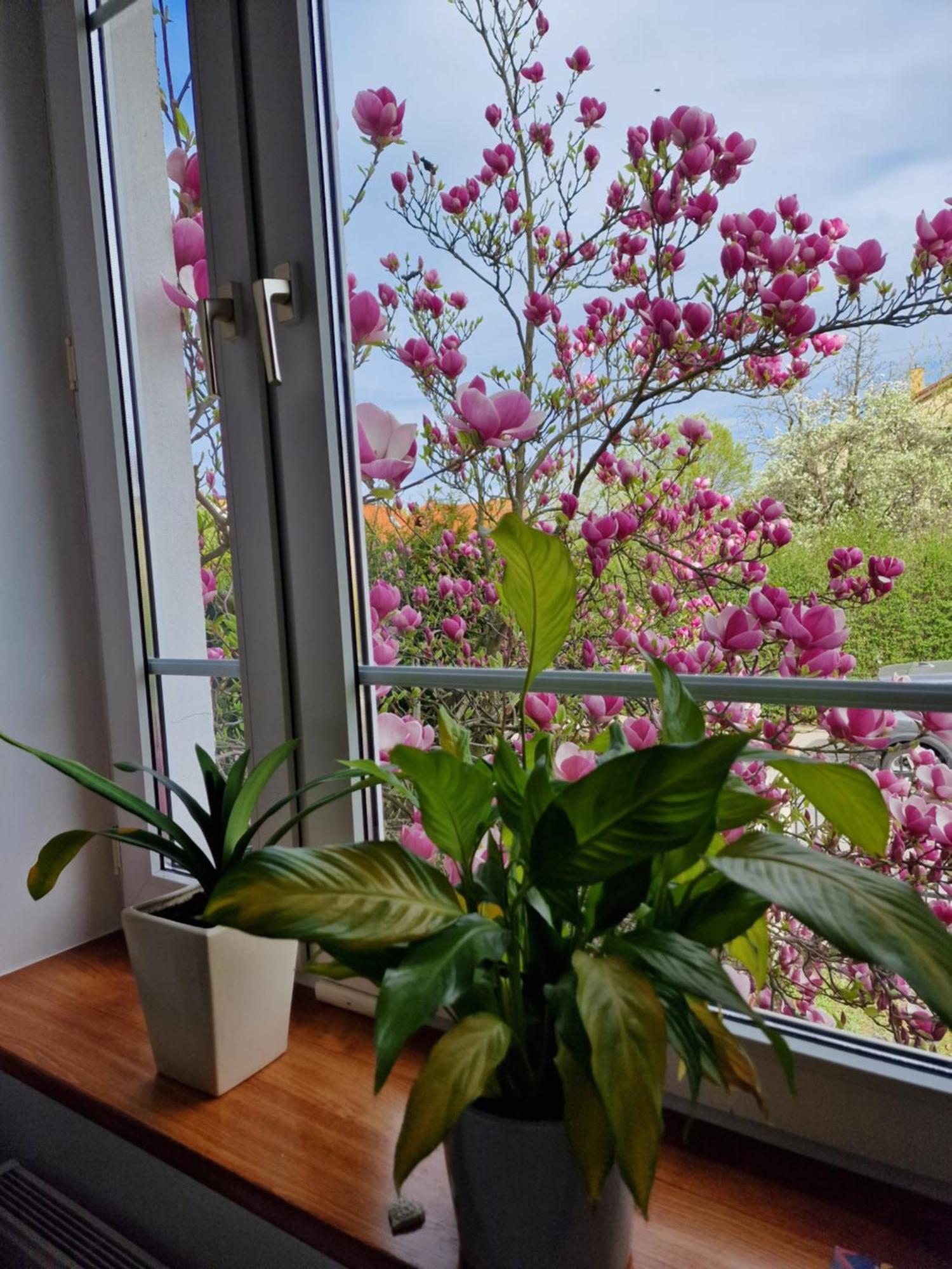 Apartament Magnolia Sopot